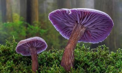 孢子奇遇记 | 紫蜡蘑，西贝克，华盛顿州，美国 (© Danita Delimont/Shutterstock)
