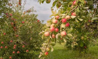 痴迷科学 | 即将收获的苹果，明尼苏达州，美国 (© Tammi Mild/Getty Images)