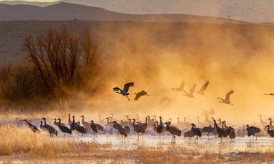 曙光中的鹤影 | 日出时的沙丘鹤, ‌阿帕奇森林国家野生动物保护区, 新墨西哥州, 美国 (© Jack Dykinga/Minden Pictures)