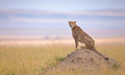 为生存而疾驰 | 马赛马拉国家保护区的猎豹, 纳罗克, 肯尼亚 (© Andy Rouse/naturepl.com)