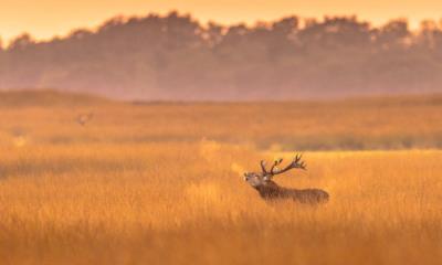 哎呀，好冷啊！ | 荷兰梵高国家森林公园的马鹿雄鹿, 荷兰 (© CreativeNature_nl/Getty Images)