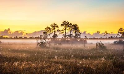 佛罗里达州的生命湿地 | 大沼泽地国家公园的蜘蛛网，佛罗里达州，美国 (© Troy Harrison/Getty Images)