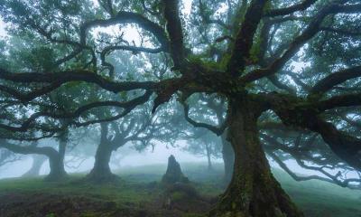 时光扎根 | 法纳尔森林里的古老月桂树，马德拉群岛，葡萄牙 (© Lukas Jonaitis/Shutterstock)
