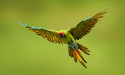 守护濒危生命的一天 | 大绿金刚鹦鹉, 墨西哥 (© Ondrej Prosicky/Shutterstock)