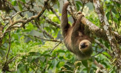 慢节奏的生活 | 霍氏树懒，厄瓜多尔 (© Murray Cooper/Minden Pictures)