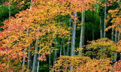 竹林吐纳清气，枫叶绚烂如火 | 岚山缤纷的枫叶与竹林, 京都, 日本 (© DoctorEgg/Getty Images)