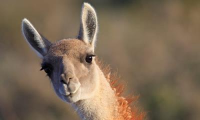 说“茄子”……或者“青草” | 原驼，北角，瓦尔德斯半岛, 阿根廷 (© Sylvain Cordier/naturepl.com)