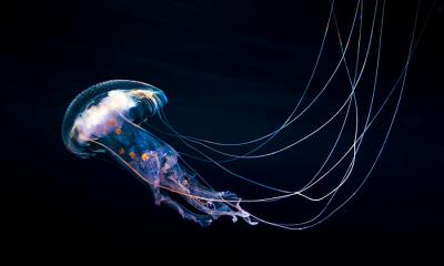 随波轻舞 | 在太平洋中游泳的水母, 格雷罗, 墨西哥 (© Christian Vizl/TANDEM Stills + Motion)