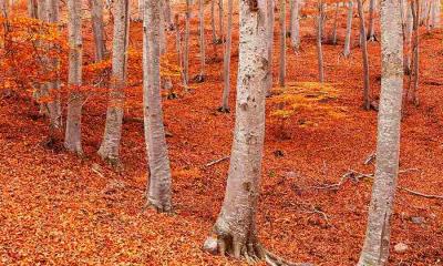 秋天来了，你开心吗？ | 佩尼亚罗亚山毛榉森林, 蒙卡约自然公园, 萨拉戈萨, 阿拉贡, 西班牙 (© David Santiago Garcia/DEEPOL by plainpicture)