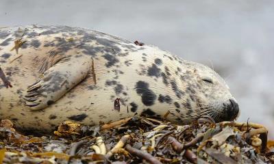 一次恰到好处的午睡 | 在海滩上睡觉的灰海豹, 奥克尼群岛, 苏格兰 (© Andrew Mason/Minden Pictures)