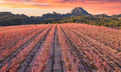 一个美好的春天 | 盛开的桃树, 谢萨, 穆尔西亚, 西班牙 (© Juan Maria Coy Vergara/Getty Images)