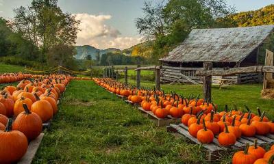 南瓜日，今日登场！ | 北卡罗来纳州的南瓜农场, 美国 (© Matthew H Irvin/Getty Images)