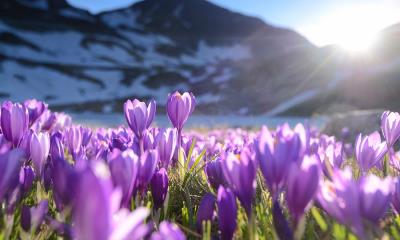 聚光灯下的番红花 | 紫番红花, 里拉七湖, 保加利亚 (© Maya Karkalicheva/Getty Images)
