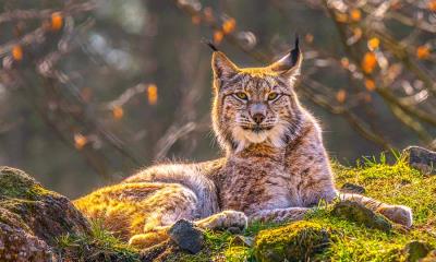 幽灵之猫 | 欧亚猞猁，西伯利亚 (© Mario Plechaty Photograph/Shutterstock)