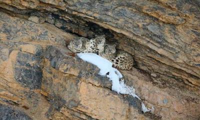 雪中深情 | 雪豹和她的幼崽, 斯皮提谷, 寒冷沙漠生物圈保护区, 印度 (© Oriol Alamany/naturepl.com)