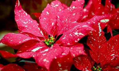 点亮节日的红色植物 | 有斑点的一品红 (© DigiPub/Getty Images)