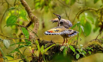 排练中的翅膀 | 幼年日鳽在巢穴附近展示求偶行为, 厄瓜多尔 (© Andy Rouse/naturepl.com)