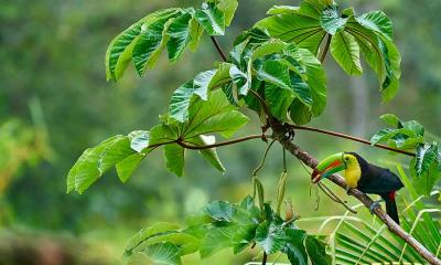 鸟喙的故事 | 哥斯达黎加的厚嘴巨嘴鸟 (© Juan Carlos Vindas/Getty Images)